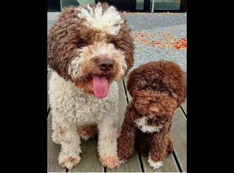 lagotto 01.jpg